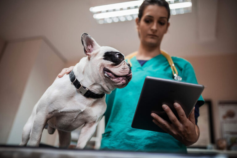 Preparamos um miniguia com tudo sobre medicina veterinária!