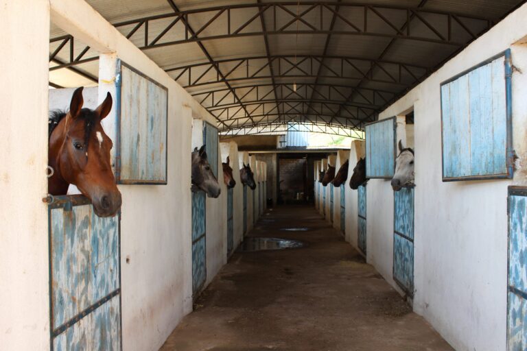 Clínica de Equinos EQUUS UNIFACIG e ABCCMM