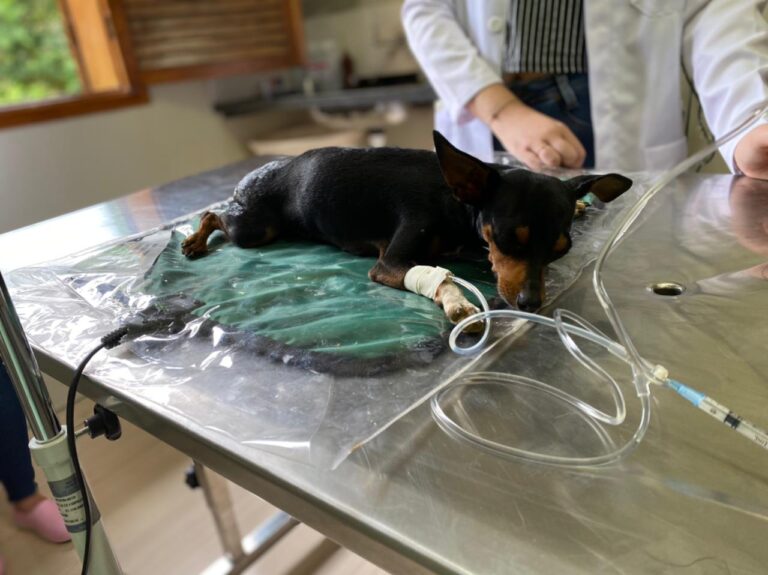 Concluído o primeiro mês de parceria entre o UNIFACIG e a Clínica Médica Veterinária Municipal de Manhuaçu (SUS)