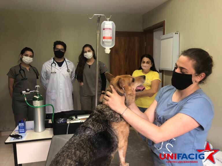 Clínica Veterinária Municipal completa um ano de funcionamento