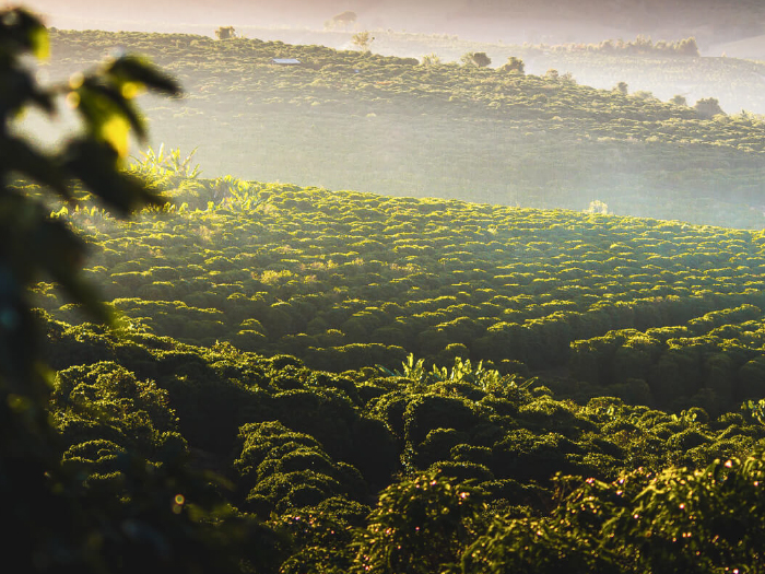 Engenharia Agronômica
