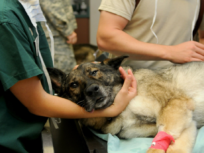 Medicina Veterinária
