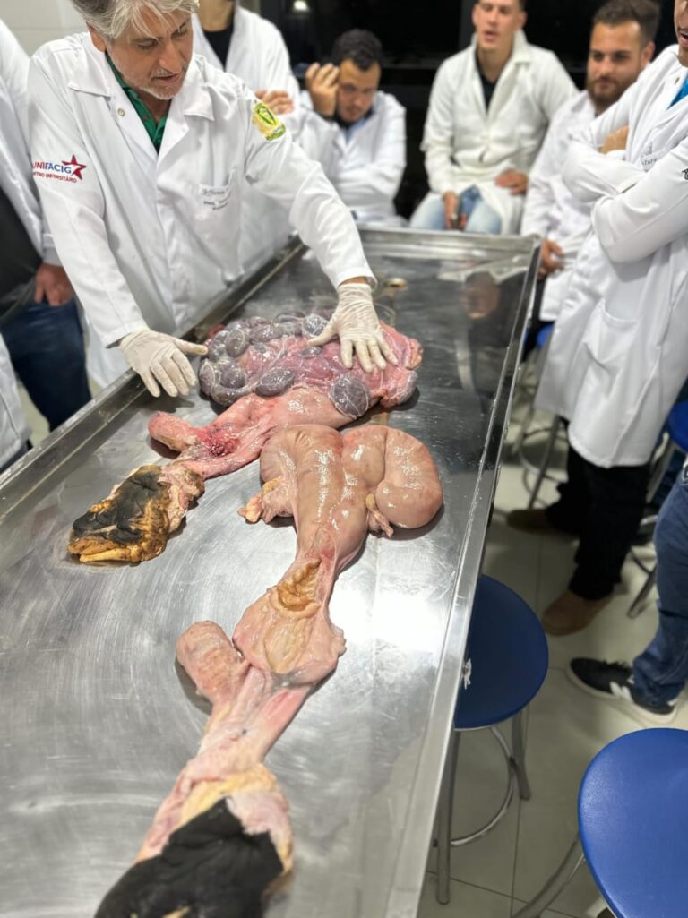 Acadêmicos de Agronomia do UNIFACIG participam de aula prática sobre reprodução animal